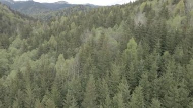 Spruce Ormanı. Ağır çekim. Karpat Dağları. Ukrayna. Havadan. Gri, düz