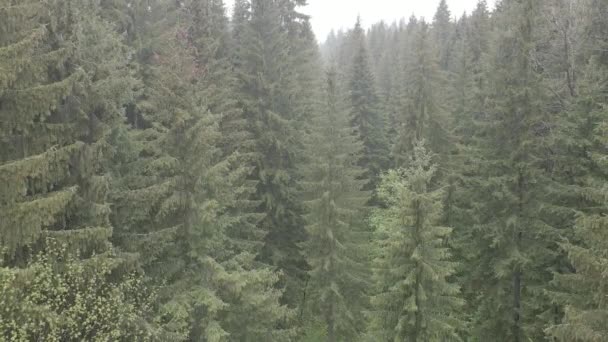 スプルースの森。スローモーション。カルパチア山脈。ウクライナだ。空中だ。グレー、フラット — ストック動画
