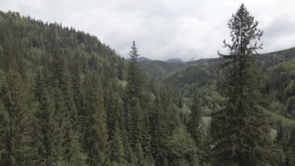 Spruce Ormanı. Ağır çekim. Karpat Dağları. Ukrayna. Havadan. Gri, düz — Stok video