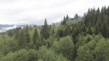 Spruce Ormanı. Ağır çekim. Karpat Dağları. Ukrayna. Havadan. Gri, düz