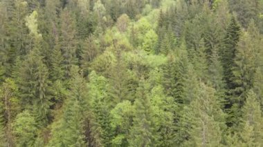 Spruce Ormanı. Ağır çekim. Karpat Dağları. Ukrayna. Havadan. Gri, düz