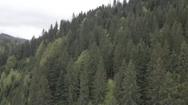Spruce Ormanı. Ağır çekim. Karpat Dağları. Ukrayna. Havadan. Gri, düz