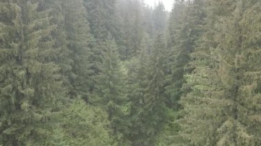 Spruce Ormanı. Ağır çekim. Karpat Dağları. Ukrayna. Havadan. Gri, düz