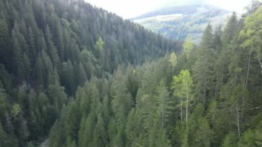 Spruce Ormanı. Ağır çekim. Karpat Dağları. Ukrayna. Havadan. Gri, düz