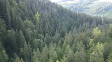 Spruce Ormanı. Ağır çekim. Karpat Dağları. Ukrayna. Havadan. Gri, düz