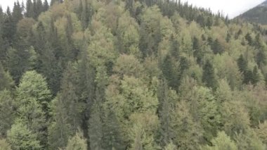 Spruce Ormanı. Ağır çekim. Karpat Dağları. Ukrayna. Havadan. Gri, düz