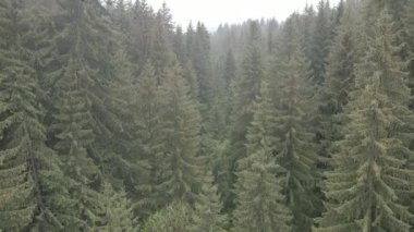 Spruce Ormanı. Ağır çekim. Karpat Dağları. Ukrayna. Havadan. Gri, düz