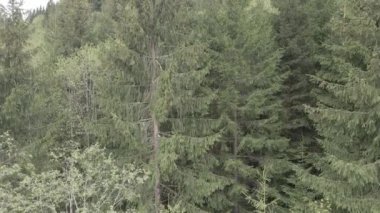 Spruce Ormanı. Ağır çekim. Karpat Dağları. Ukrayna. Havadan. Gri, düz