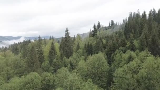 スプルースの森。スローモーション。カルパチア山脈。ウクライナだ。空中だ。グレー、フラット — ストック動画