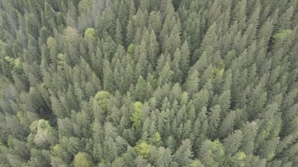 Spruce Ormanı. Ağır çekim. Karpat Dağları. Ukrayna. Havadan. Gri, düz — Stok video