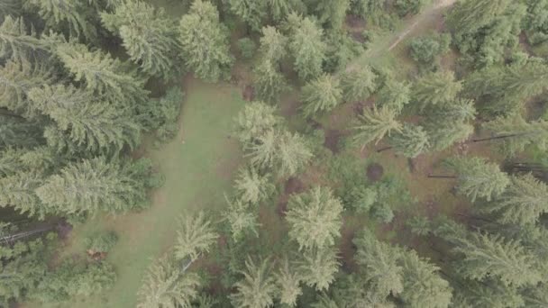云杉森林。慢动作喀尔巴阡山乌克兰。空中。灰色，平坦 — 图库视频影像