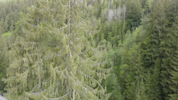 Een sparrenbos. Langzame beweging. Karpaten. Oekraïne. Luchtfoto. Grijs, plat — Stockvideo