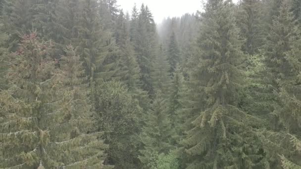 Bosque de abeto. En cámara lenta. Montañas Cárpatas. Ucrania. Aérea. Gris, plano — Vídeo de stock