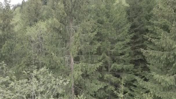 Bosque de abeto. En cámara lenta. Montañas Cárpatas. Ucrania. Aérea. Gris, plano — Vídeo de stock