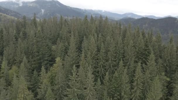 Paysage des Carpates. Au ralenti. Ukraine. Aérien. Gris, plat 