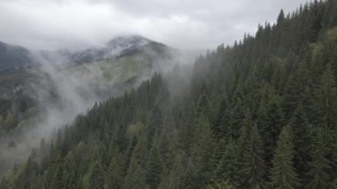 Karpat Dağları 'nın manzarası. Ağır çekim. Ukrayna. Havadan. Gri, düz