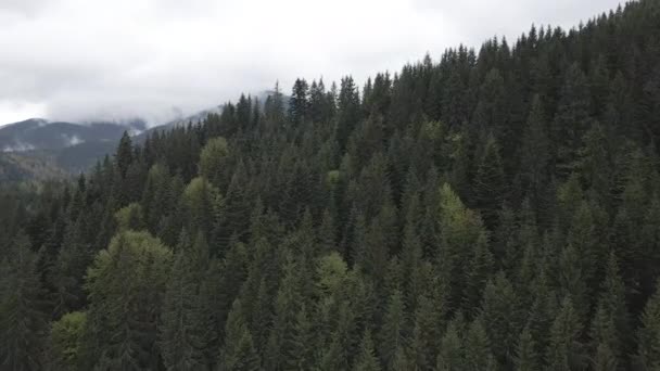 Paisaje de las montañas Cárpatas. En cámara lenta. Ucrania. Aérea. Gris, plano — Vídeos de Stock