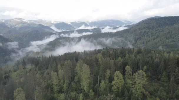 카르파티아 산맥의 풍경. 느린 동작. 우크라이나. 공중에서 요. 회색, 편평 — 비디오