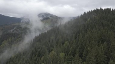 Karpat Dağları 'nın manzarası. Ağır çekim. Ukrayna. Havadan. Gri, düz