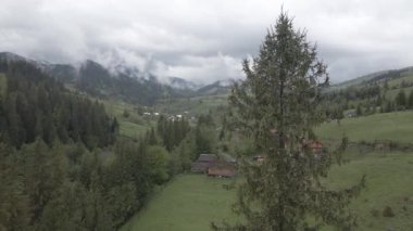 Ormandaki ladin. Ağır çekim. Karpat Dağları. Ukrayna. Havadan. Gri, düz