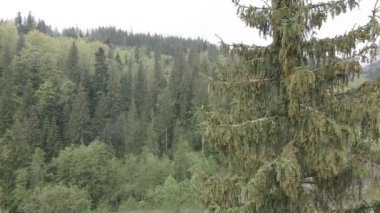 Ormandaki ladin. Ağır çekim. Karpat Dağları. Ukrayna. Havadan. Gri, düz