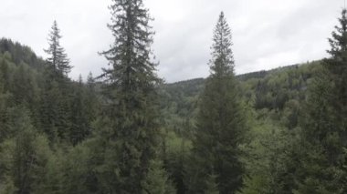 Ormandaki ladin. Ağır çekim. Karpat Dağları. Ukrayna. Havadan. Gri, düz