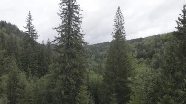 Épinette dans la forêt. Au ralenti. Les montagnes des Carpates. Ukraine. Aérien. Gris, plat 