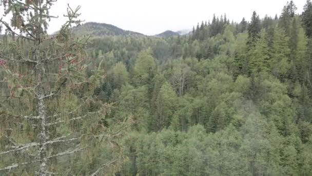 Abeto en el bosque. En cámara lenta. Montañas Cárpatas. Ucrania. Aérea. Gris, plano — Vídeos de Stock