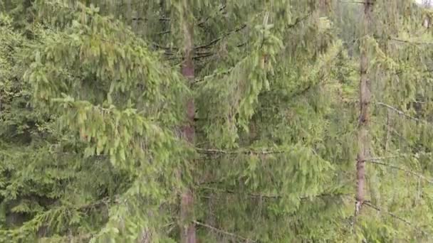 Abeto na floresta. Movimento lento. Montanhas Cárpatas. Ucrânia. Aéreo. Cinza, plano — Vídeo de Stock