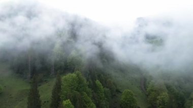 Ukrayna, Karpatlar: Dağlarda sis. Havadan.