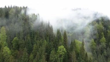 Ukrayna, Karpatlar: Dağlarda sis. Havadan.