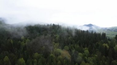 Ukrayna, Karpatlar: Dağlarda sis. Havadan.