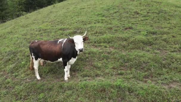 Ucrania, Cárpatos: Vaca en las montañas. Antena — Vídeo de stock