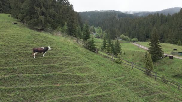 Ukraine, Carpates : Vache dans les montagnes. Aérien