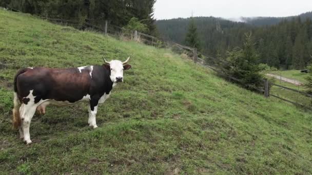 Ucrania, Cárpatos: Vaca en las montañas. Antena — Vídeos de Stock
