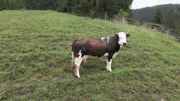 Ucrania, Cárpatos: Vaca en las montañas. Antena — Vídeo de stock