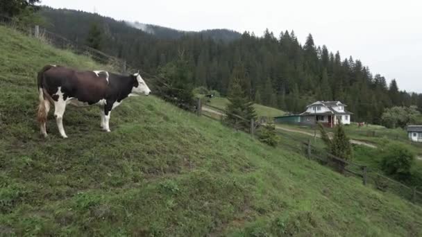 Ukrajina, Karpat: Kráva v horách. Letecký — Stock video