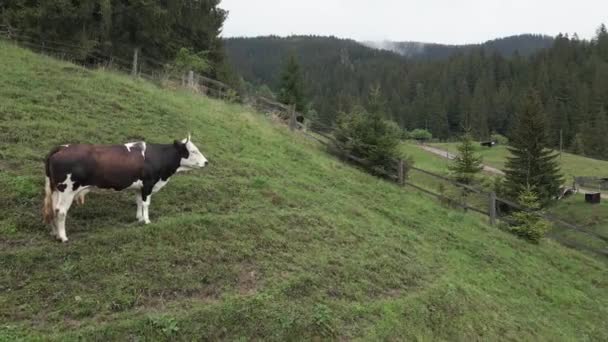Ucrania, Cárpatos: Vaca en las montañas. Antena — Vídeos de Stock