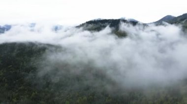 Ukrayna, Karpatlar: Dağlarda sis. Havadan.