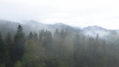 Ukrayna, Karpatlar: Dağlarda sis. Havadan.