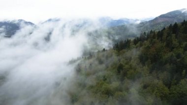 Ukrayna, Karpatlar: Dağlarda sis. Havadan.