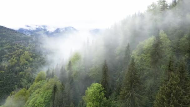 Ukrayna, Karpatlar: Dağlarda sis. Havadan. — Stok video