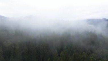 Ukrayna, Karpatlar: Dağlarda sis. Havadan.