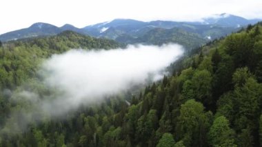 Ukrayna, Karpatlar: Dağlarda sis. Havadan.