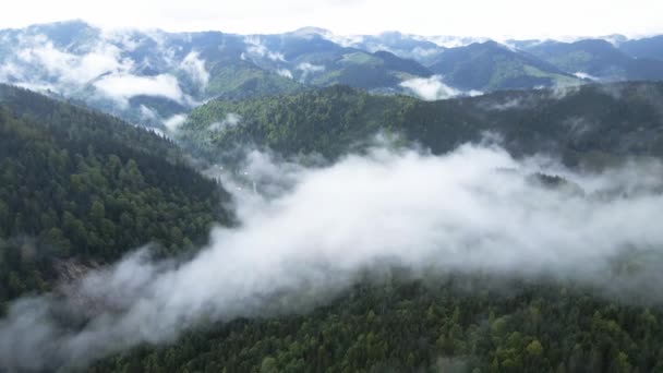 Ukrayna, Karpatlar: Dağlarda sis. Havadan. — Stok video