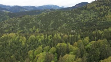 Ukrayna, Karpatlar: Orman manzarası. Hava görünümü.