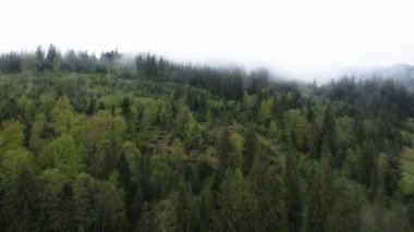 Ukrayna, Karpatlar: Orman manzarası. Hava görünümü.