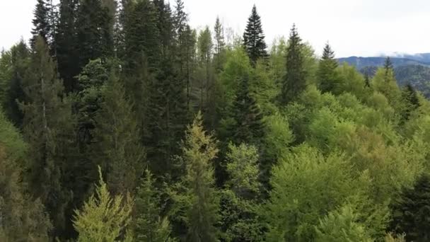 Ukrayna, Karpatlar: Orman manzarası. Hava görünümü. — Stok video