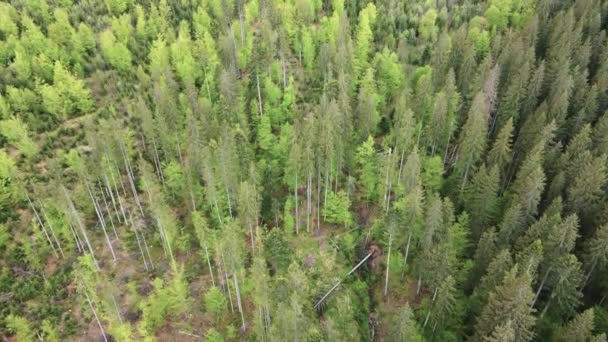 Ucrania, Cárpatos: Paisaje forestal. Vista aérea . — Vídeo de stock