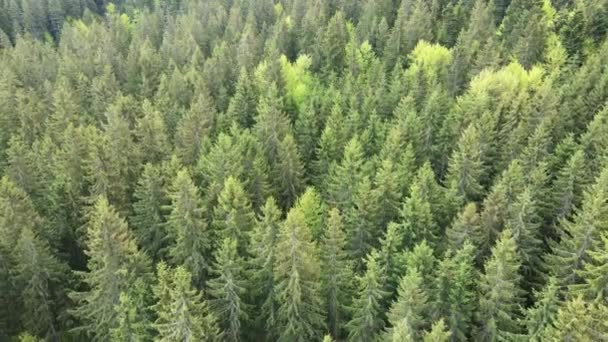 Ucrania, Cárpatos: Paisaje forestal. Vista aérea . — Vídeos de Stock